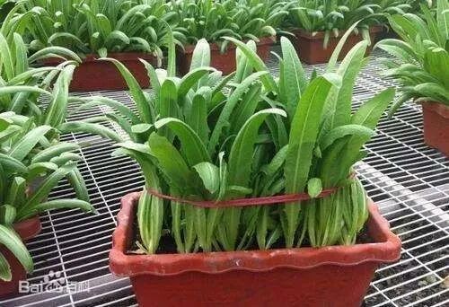 颠覆传统！这个新的种菜模式，一棚收益可达7万多！